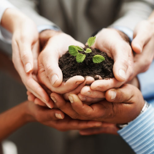 Business Development - Closeup Of Hands Holding Seedling In A Group